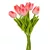 Tulipán köteg gumi 10szál M33cm 12db/#