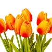 Tulipán köteg gumi 10szál M33cm 12db/#