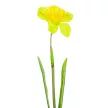Nárcisz szálas M45cm mix 48db/#
