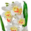 Orchidea szálas levéllel gumi krém M54cm 30db/#