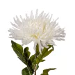Krizantém szálas krém M70cm 24db/#