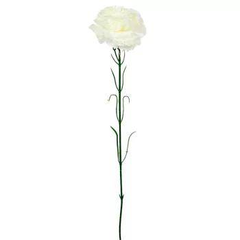   Szegfű szálas fehér 56cm 6 darabos csomagban rendelhető (darab ár!)