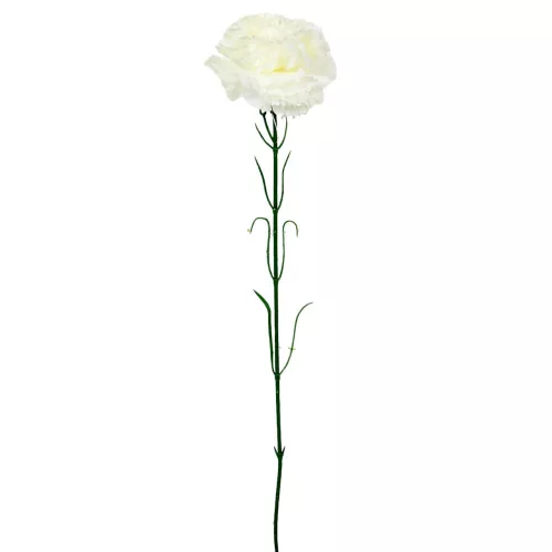 Szegfű szálas fehér 56cm 6 darabos csomagban rendelhető (darab ár!)