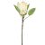 Protea ág krém M52cm 24db/#