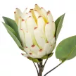 Protea ág krém M52cm 24db/#