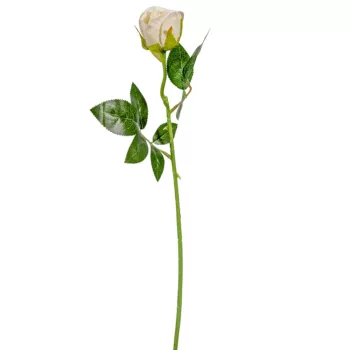 Rózsa szálas krém 50cm