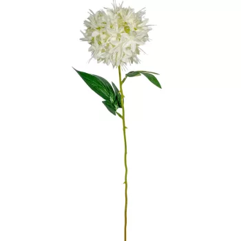 Hagymavirág szálas M56cm 36db/#
