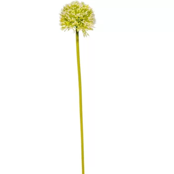 Hagymavirág szálas M49cm 72db/#