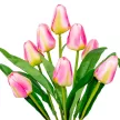 Tulipán csokor 9v. M37cm 24db/#