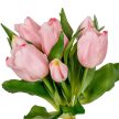 Tulipán köteg gumi pink 7v. M29cm 12db/#