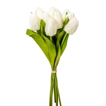 Tulipán köteg  9v. krém M40cm 24db/#