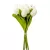 Tulipán köteg  9v. krém M40cm 24db/#