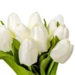 Tulipán köteg  9v. krém M40cm 24db/#