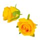 Rózsa virágfej D7cm 24db/csom sárga 201