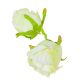 Rózsa virágfej D7cm ivory 301 24db/csom
