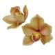 Orchidea virágfej polifoam D10cm capuccino 24db/csom