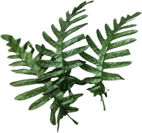 Páfrány levél 20cm