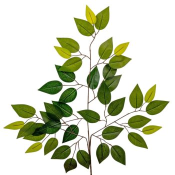 Fikusz ág M58cm 12db/köteg