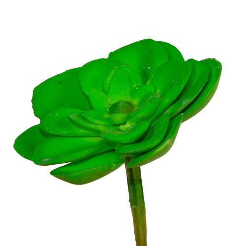 Kövirózsa D6cm 12db/csom