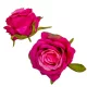 Rózsa virágfej 6cm szeder 6 darabos csomagban rendelhető (darab ár!)