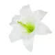 Liliom virágfej 12cm
