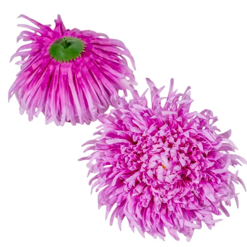 Krizantém virágfej óriás lila D15cm 6db/csom