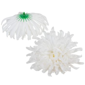 Krizantém virágfej fehér D11cm 24db/szín/csom