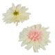 Dália virágfej D11cm krém pink D12 24db/csom