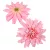 Dália virágfej D11cm old pink D5 24db/csom