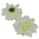 Dália virágfej D10cm krém D1 24db/csom