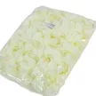 Dália virágfej D10cm krém D1 24db/csom