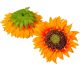 Napraforgó virágfej 13cm