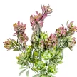 Kövirózsa csokor 5ágú mix M34cm 48db/#