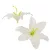 Liliom virágfej D12cm fehér 24db/csom