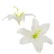 Liliom virágfej D12cm fehér 24db/csom