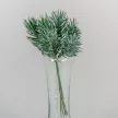 Fenyő pick hamvas zöld 6 ágú 15cm 12db/csom