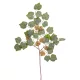 Juhar ág 75cm
