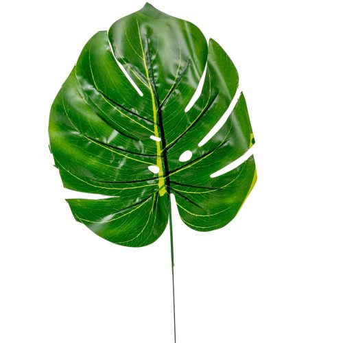 Diffenbachia levél M39cm 12db/köteg