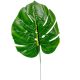 Diffenbachia levél M39cm 12db/köteg