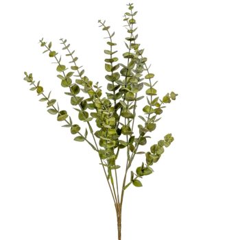 Eukaliptusz bokor 5ágú Mcm 48db/#