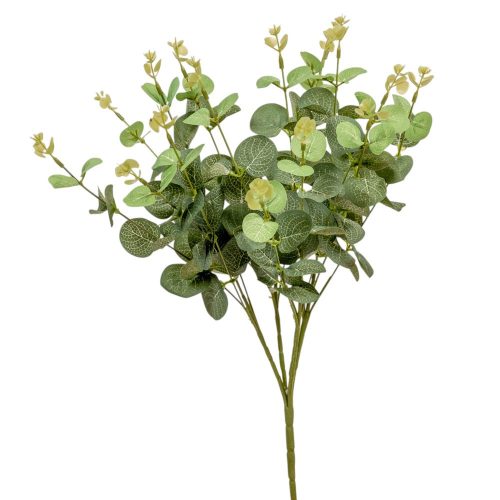 Eukaliptusz bokor 16 ágú 48cm