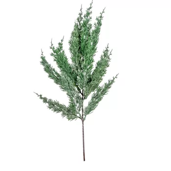 Tuja ág M53cm