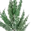 Tuja ág M53cm