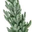 Cserepes fenyő havas M56cm
