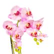 Orchidea cserepes gumi rózsaszín 55cm