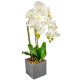 Orchidea cserepes gumi fehér 55cm