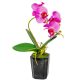 Orchidea cserepes gumi sötét rózsaszín M28cm