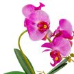 Orchidea cserepes gumi sötét rózsaszín M28cm