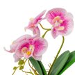 Orchidea cserepes gumi rózsaszín cirkás 28cm