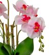 Orchidea cserepes gumi 4 ágú fehér-rózsaszín 50cm